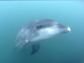 Plongée avec un dauphin près de Belle-Ile-en-Mer (Bretagne)