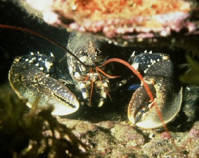 Plonge sur un homard devant Belle-Ile-en-Mer (Bretagne)