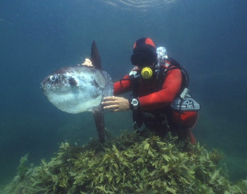 Plonge avec un poisson lune prs de Belle-Ile-en-Mer (Bretagne)