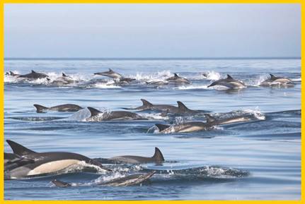 Banc de dauphins