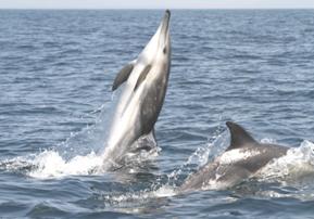 Saut de dauphins