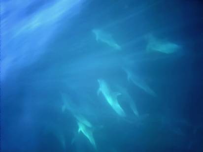 Dauphins au large de Belle-Ile-en-Mer (Bretagne)